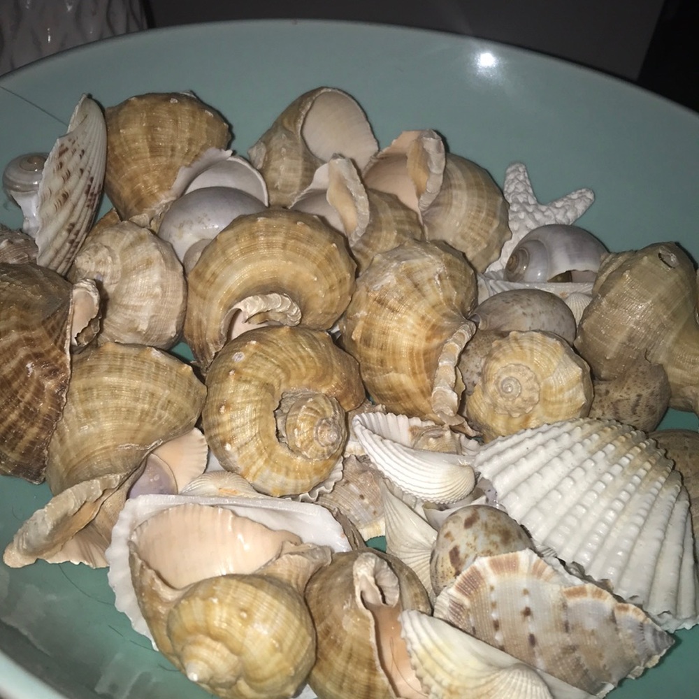 A bowl of shells